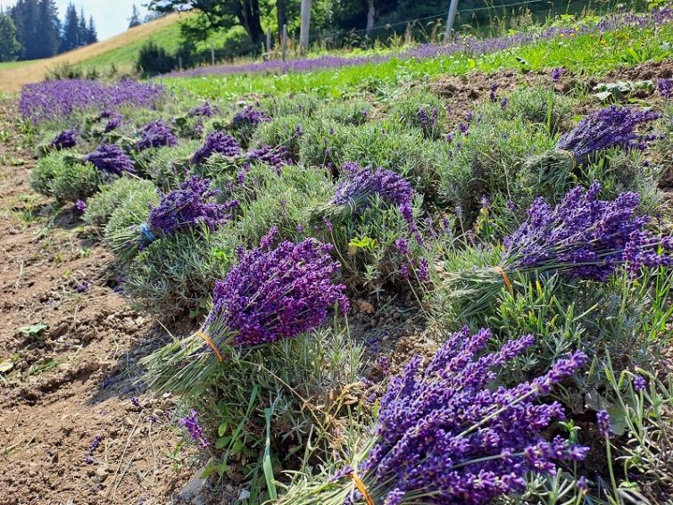 Bergbauernlavendel Ernte