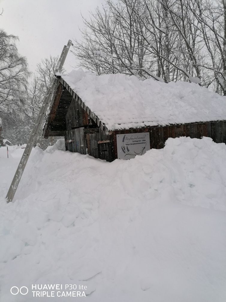 Bergbauernlavendel_Winter