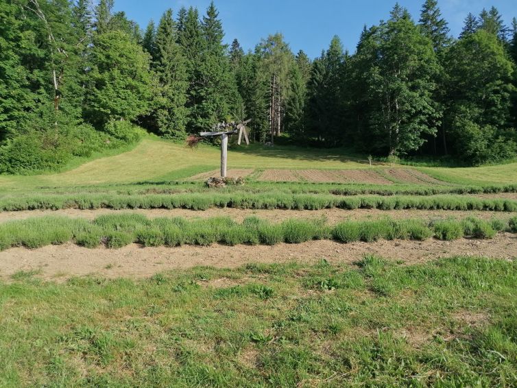 Bergbauernlavendel