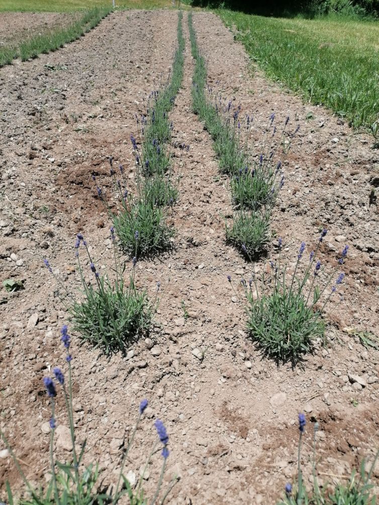 Junger Lavendel (2)