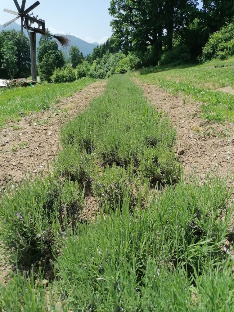 Lavendel-Bergbauernlavendel