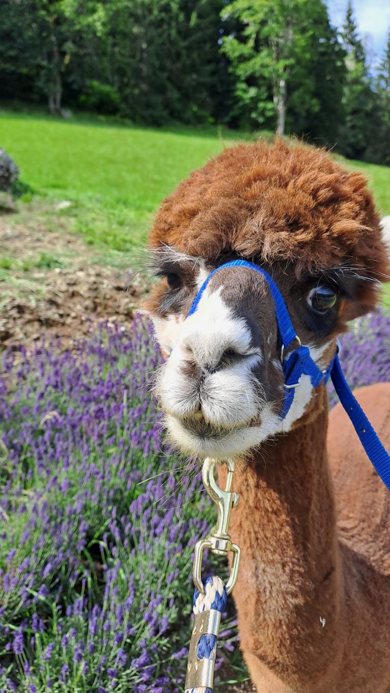 Lavendel Alpaka 1