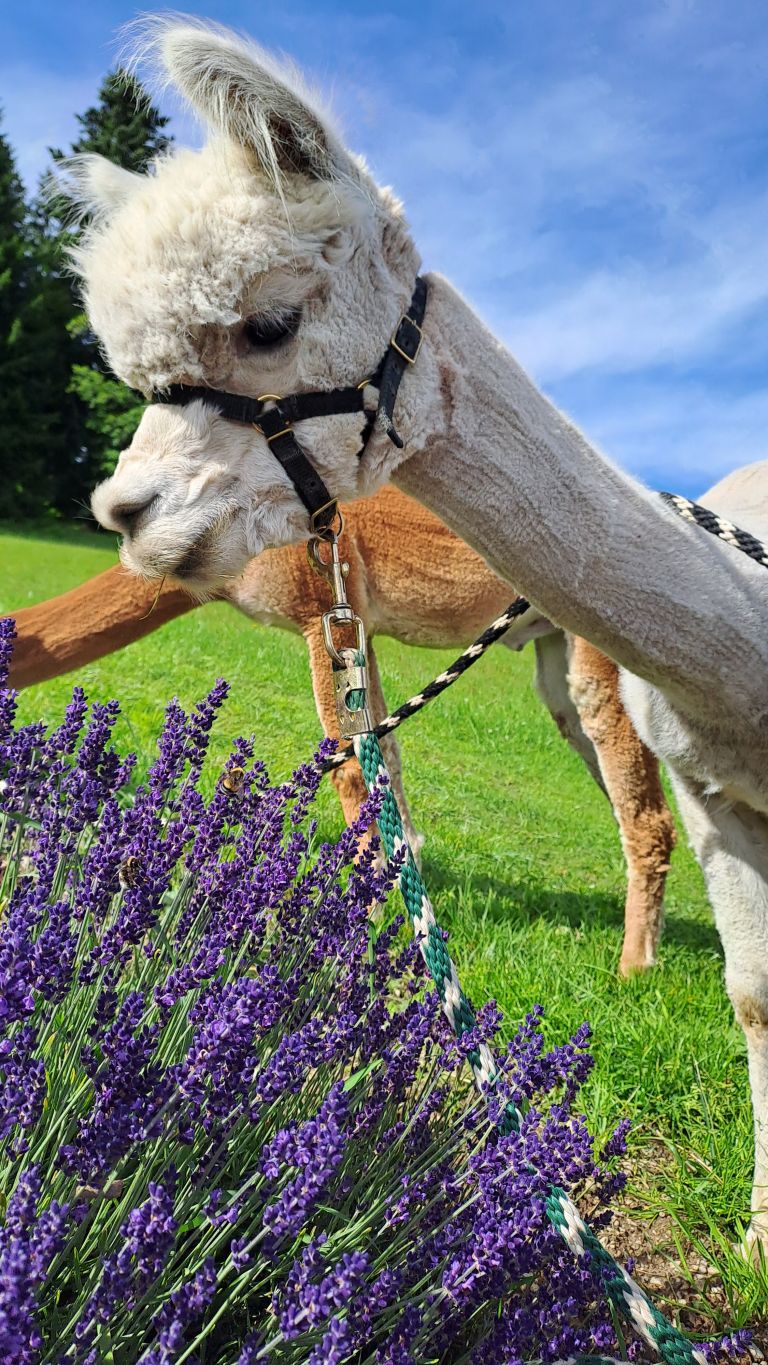 Lavendel Alpaka