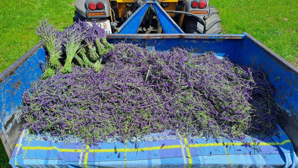 Lavendel Erntegut